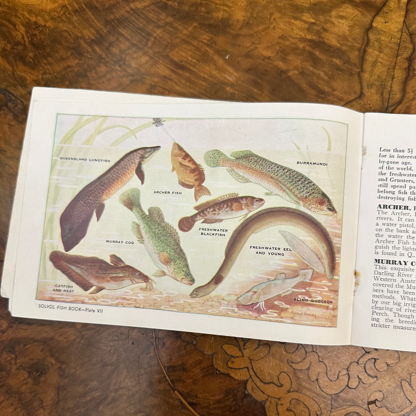 Vintage 1940s Solvol Fish Book