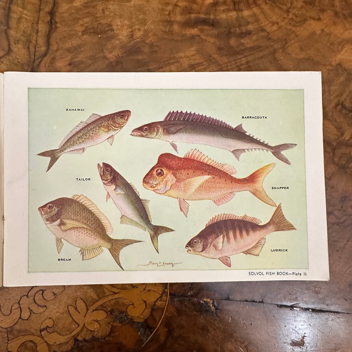 Vintage Solvol Fish Book