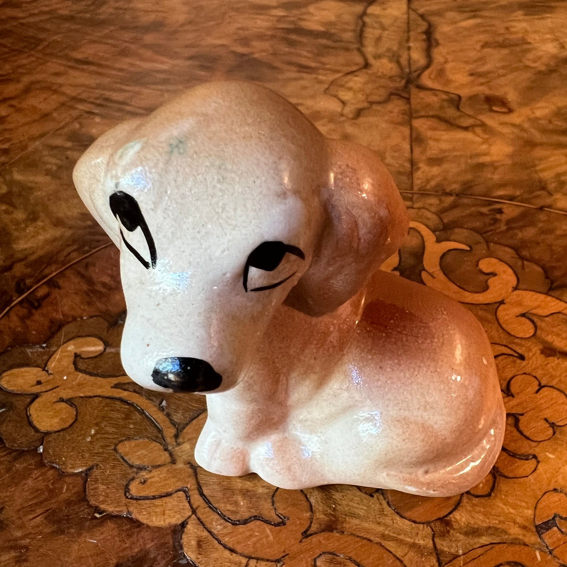 cute puppy