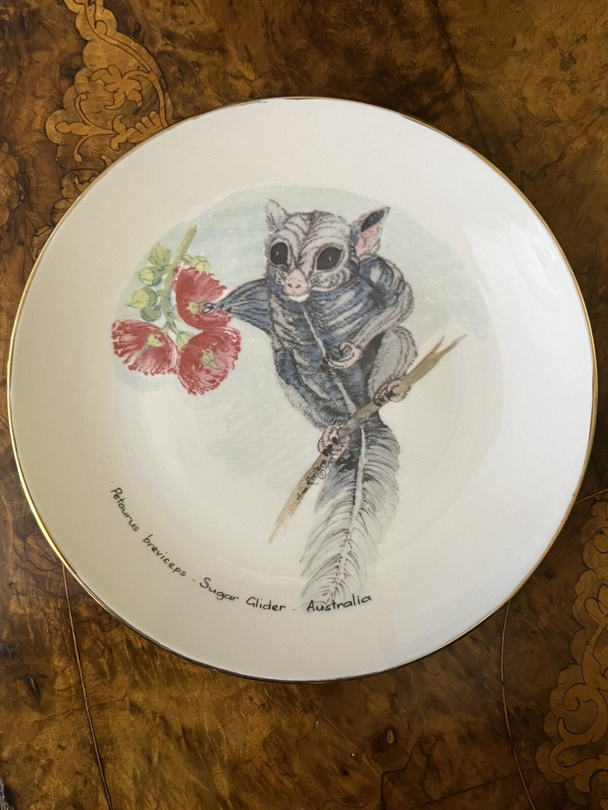 Petaurus Breviceps Sugar Glider Collectors Plate 