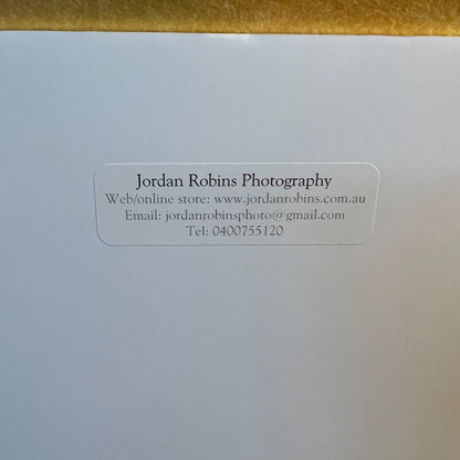 Whale By Jordon Robins 