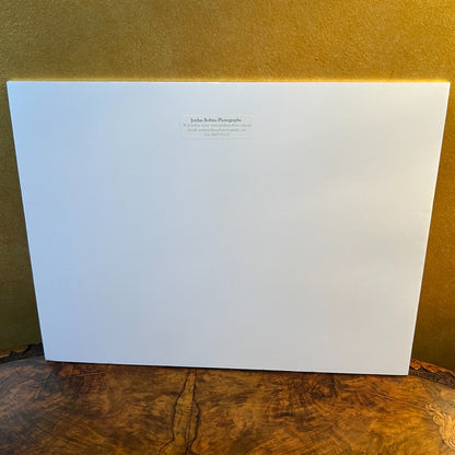 Whale Photography By Jordon Robins 